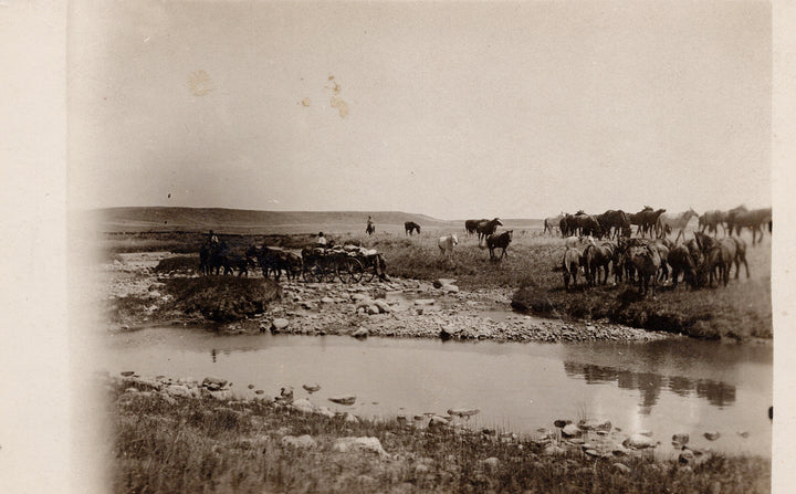 Horses, Melfort SK area