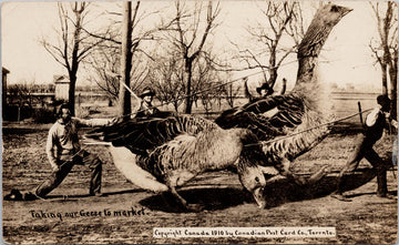 Taking Geese to Market Huge Exaggerated Birds Farmers Canadian RPPC Postcard 