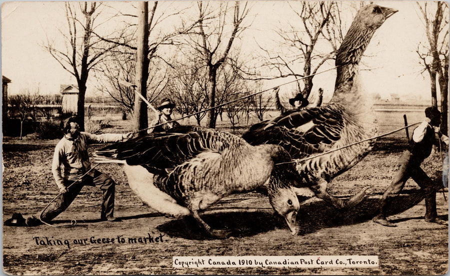 Taking Geese to Market Huge Exaggerated Birds Farmers Canadian RPPC Postcard 