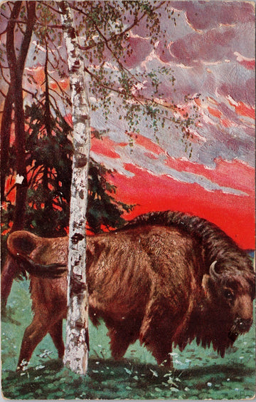 Buffalo or Wildebeest Serie #449 Postcard 