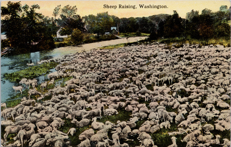 Sheep Raising Washington WA Farming Rural Scene Unused Postcard 