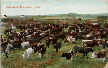 Stock Yards Prince Albert Saskatchewan Cattle Cows SK Sask Postcard 