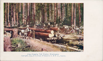 Logging Tall Timber Washington WA Loggers Forestry White Horses Postcard SP14