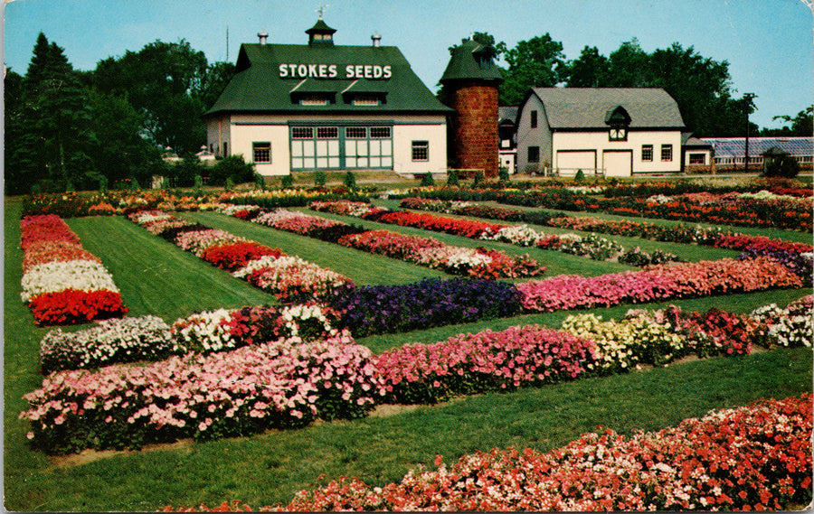 Stokes Seeds St Catharines Ontario Stokes Seed Farms ON ONT Unused Vintage Postcard 