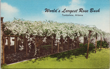 World's Largest Rose Bush Tombstone AZ Arizona White Lady Banksia Unused Linen Postcard