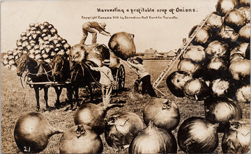Exaggerated Onions Harvesting a Profitable Crop Farmings Agriculture RPPC Postcard 