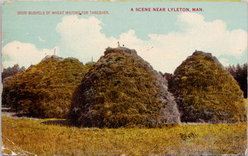 Lyleton Manitoba Bushels of Wheat Waiting for Thresher MB c1912 Postcard SP15