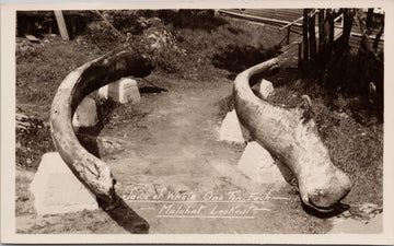 Jaws of Whale Malahat Lookout Vancouver Island Gowen Sutton RPPC Postcard 
