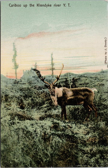 Cariboo up Klondyke River YT Yukon J. Doody Zaccarelli Postcard 