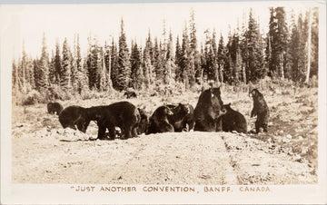 Banff, Alberta, Bears,'Just Another Convention', AB, Gowen Sutton, RPPC,Postcard,