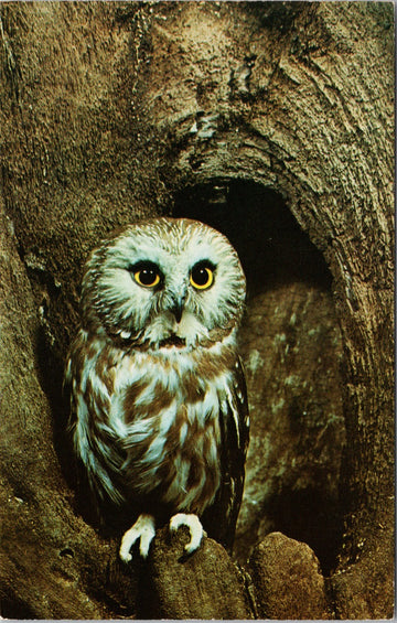 Owl Saw-Whet Owl Postcard