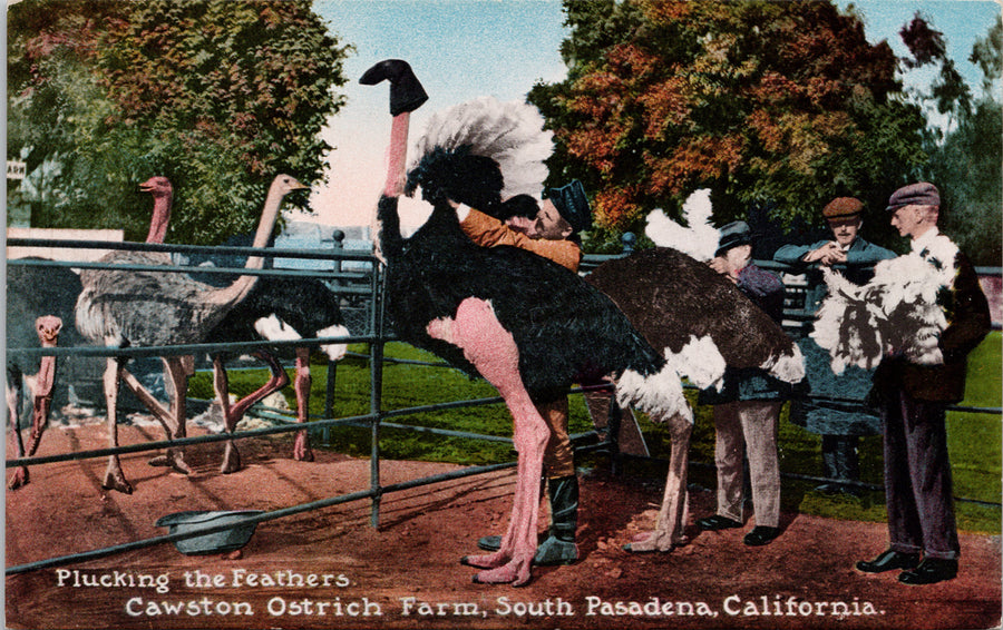 Cawston Ostrich Farm South Pasadena CA California Plucking Feathers Postcard