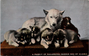 Alaska Family of Malamute Dogs Postcard