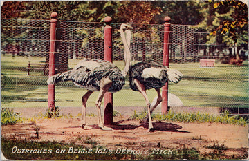 Detroit MI Ostriches Belle Isle Michigan Postcard