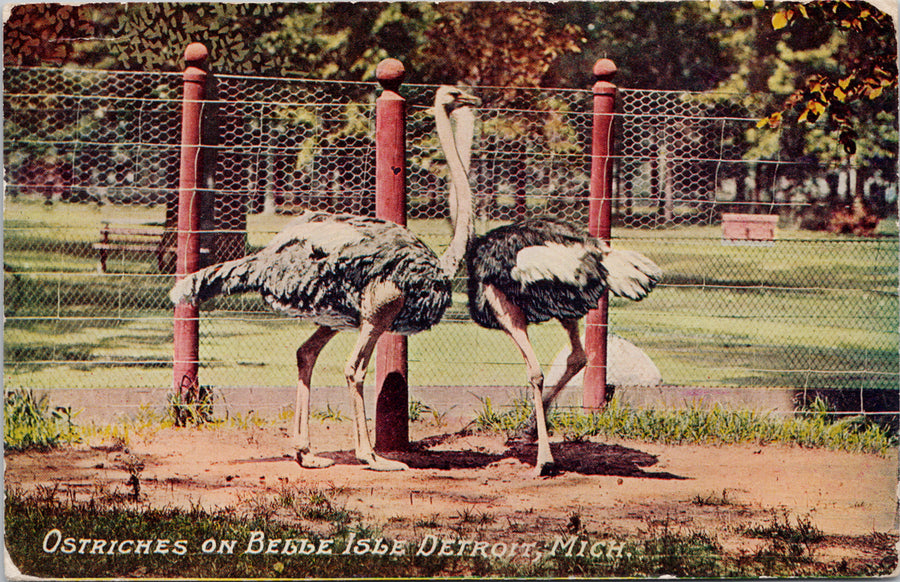 Detroit MI Ostriches Belle Isle Michigan Postcard