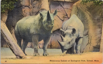 Detroit Michigan Rhinoceros Exhibit Zoological Park Postcard