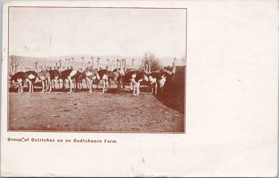 South Africa Group of Ostriches Oudtshoorn Farm Ostrich c1906 Postcard 