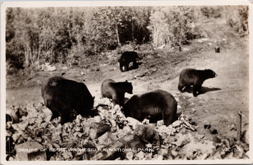 Waskesiu SK Group of Bears Saskatchewan Debden Sask Cancel VE RPPC Postcard 