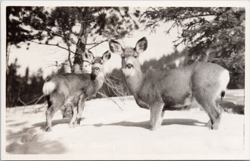 Byron Harmon #806 Deer in Snow Banff Alberta Postcard