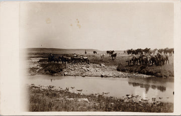Melfort Saskatchewan area Horses Postcard