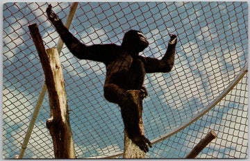 Hoolock Gibbon BC Wildlife Park Kamloops British Columbia Primate Postcard