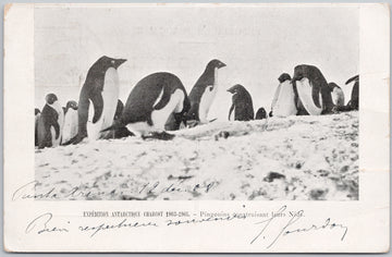 Expedition Antarctique Charcot 1903-1905 Pingouins Construisant Leurs Nids Penguins Antarctic Puenta Arenas Dec 12, 1908 Postcard 