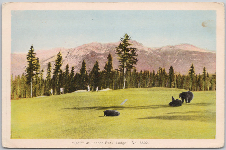 Golf at Jasper Park Lodge Alberta AB Bears Playing Postcard 