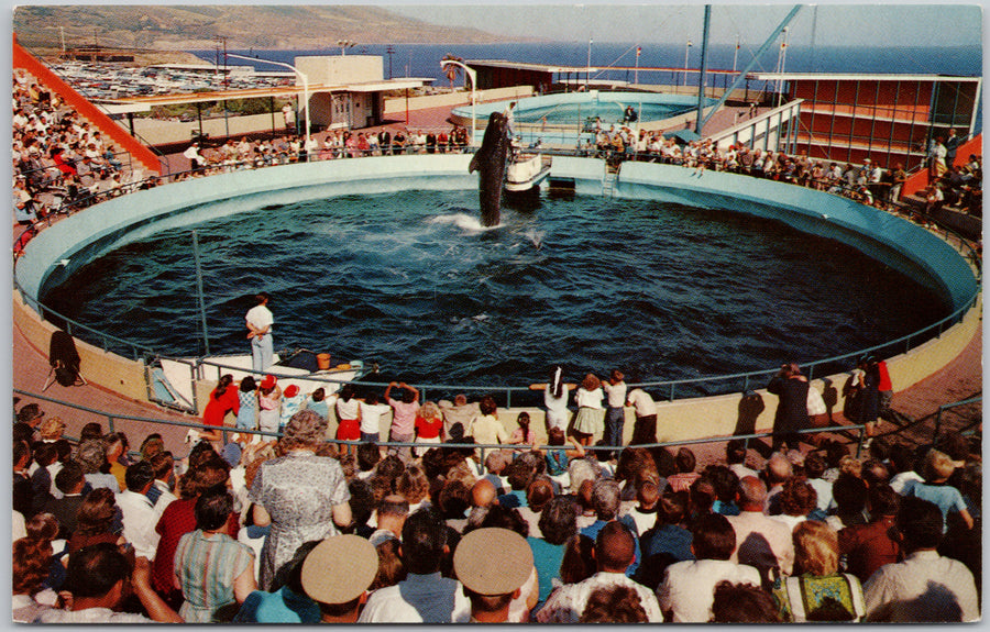 Whale Show Marineland of The Pacific California Postcard 