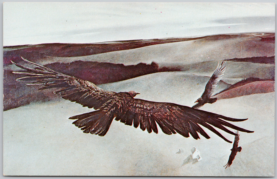 'Soaring' by Andrew Wyeth Artist Bird Shelburne Museum Shelburne Vermont Postcard 