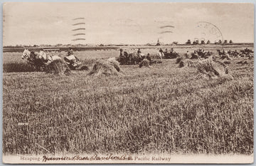 Reaping Indian Head Assiniboia SK Sask Farming Scene  Postcard 