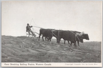 Oxen Breaking Rolling Prairie Western Canada Lewis Rice Postcard 