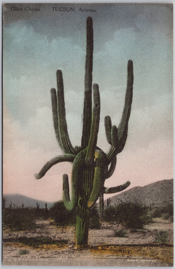 Tucson Arizona Giant Cactus Rasmessen Postcard 