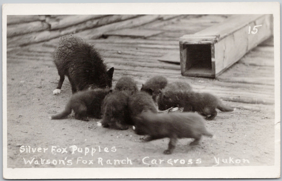 Silver Fox Puppies Watson's Fox Ranch Carcross Yukon YT Canada RPPC Postcard SP18 *as is