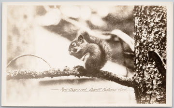 Red Squirrel Banff National Park Alberta  Postcard 