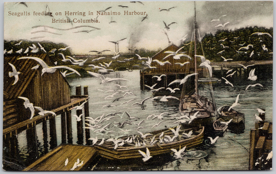 Seagulls Feeding Nanaimo Harbour BC  Postcard 