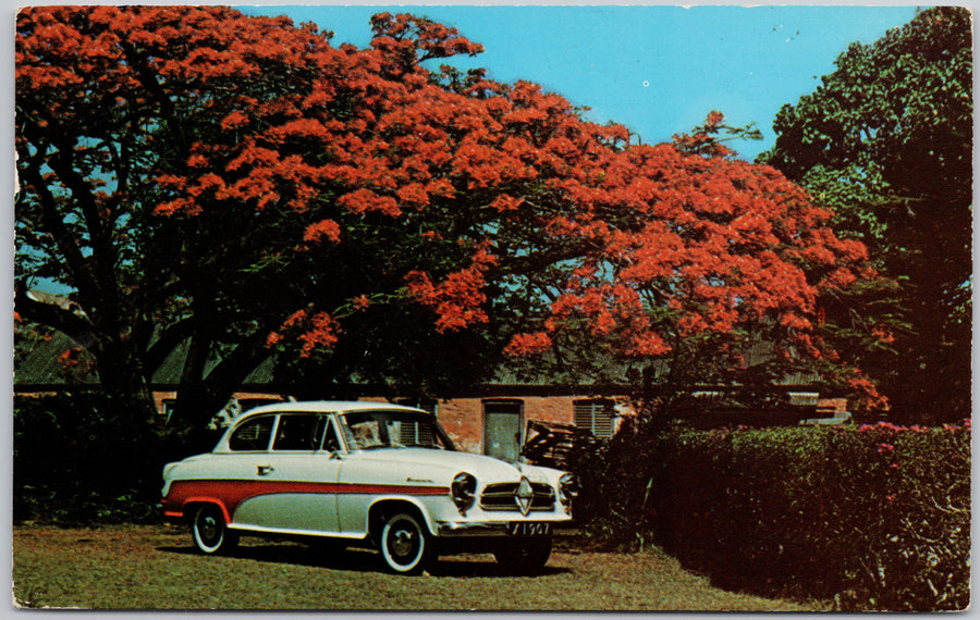 Flamboyant Tree Barbados West Indies Borgward Isabella Auto Postcard 