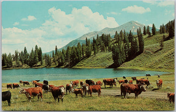 Cattle Herd South Dakota Wyoming Montana Cows Postcard