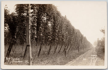 Hop Yards Sardis BC Chilliwack area British Columbia Canada Wilson RPPC Postcard 