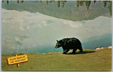 Black Bear Lac Beauvert Alberta near Jasper Park Lodge Canada Postcard