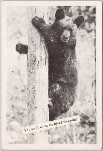 Bear up Tree Canada Savings Bonds 1950 Advertising Postcard