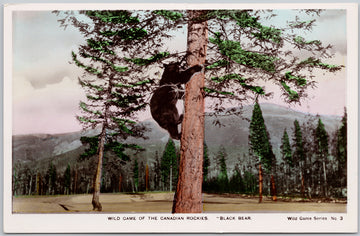 Black Bear Wild Game in Canadian Rockies Canada Spalding RPPC Postcard