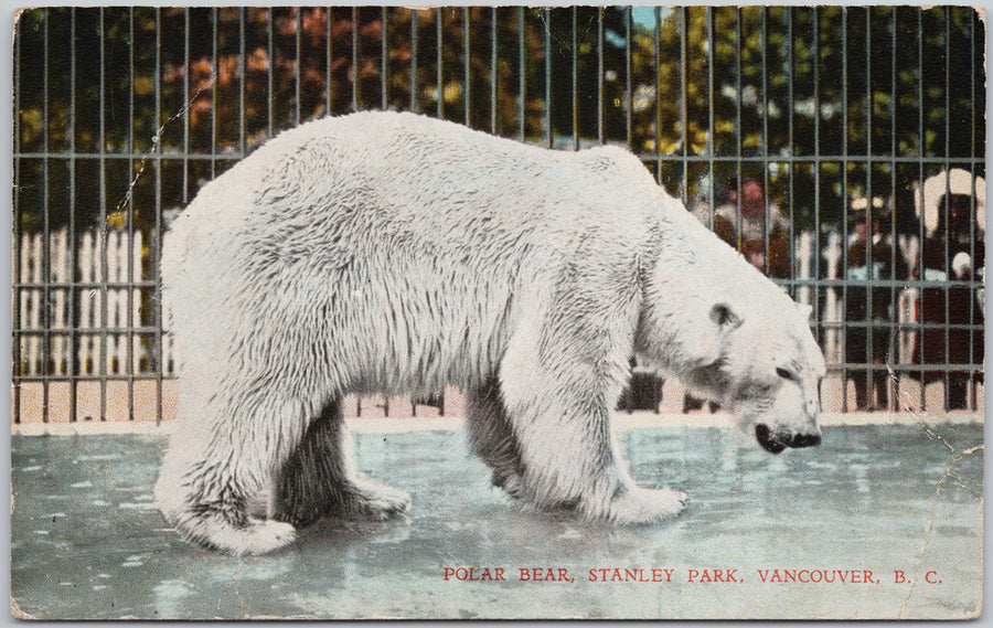 Polar Bear Stanley Park Zoo Vancouver  Postcard 