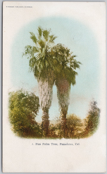 Fan Palm Tree Pasadena CA Los Angeles County California Rieder Postcard 