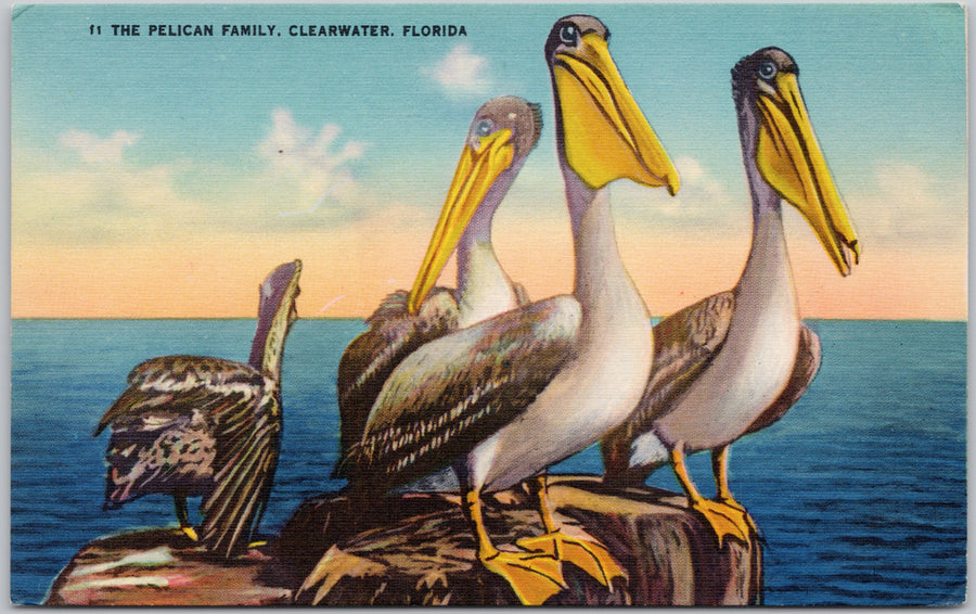 Clearwater Florida The Pelican Family Birds FL USA Linen Postcard 