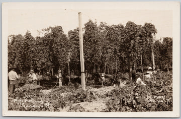 Hop Picking Sardis BC Chilliwack area British Columbia Postcard