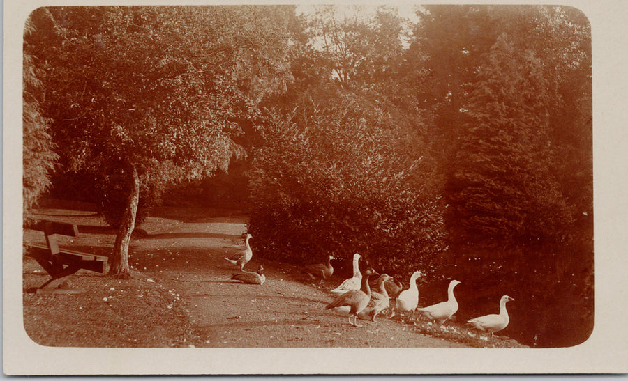 Victoria BC Beacon Hill Park Birds Swans Ducks Canada Unused RPPC Postcard 