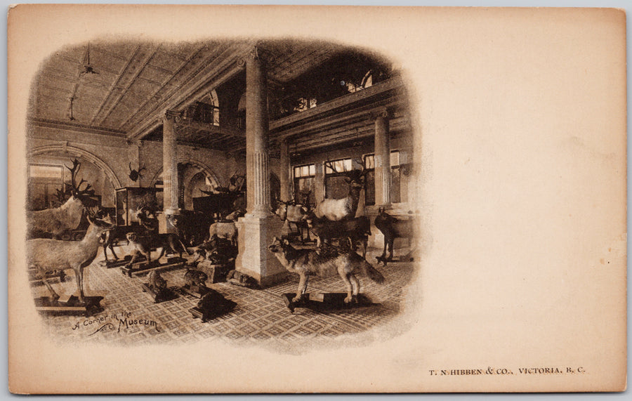 Victoria BC Taxidermy Provincial Museum Unused Hibben Canada Postcard