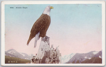 Alaska American Eagle Bird  Postcard 