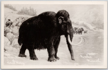 Northern Woolly Mammoth American Museum of Natural History Canada RPPC Postcard 