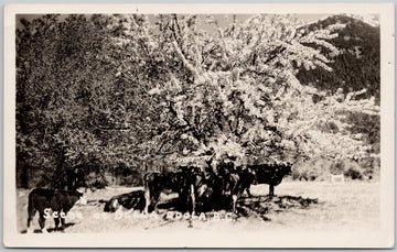 Bella Coola BC Cattle in Meadow Postcard 